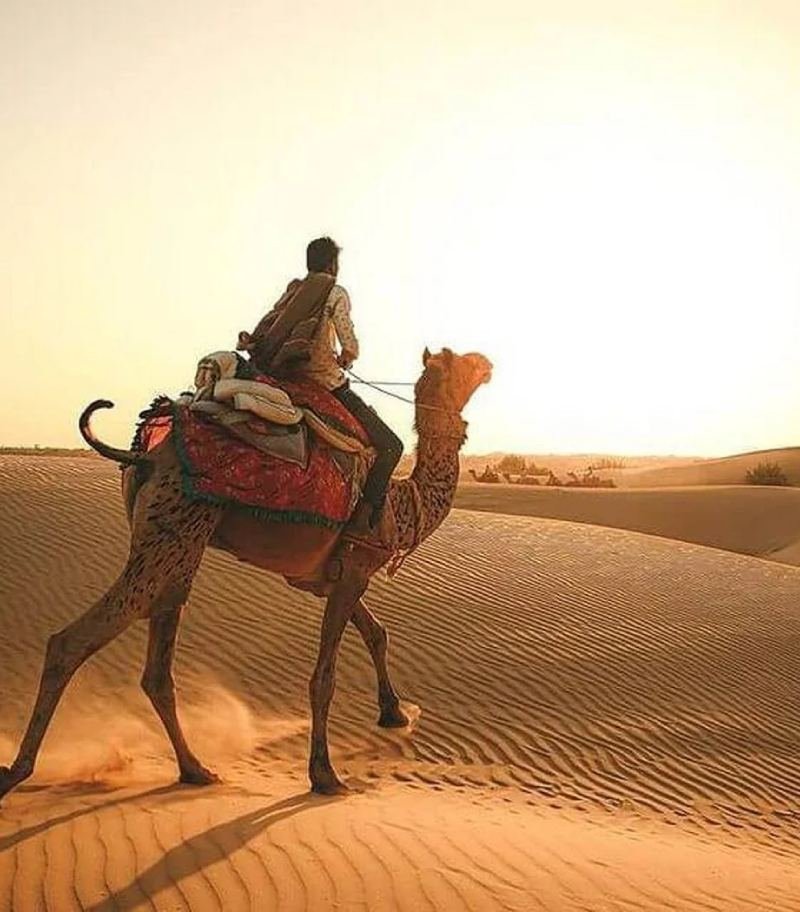 Camel Safari