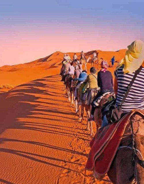 Camel