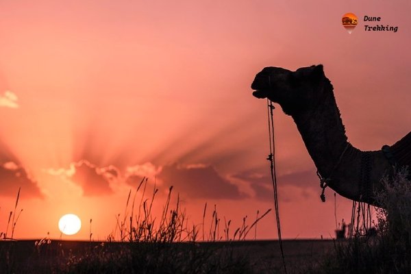 Jaisalmer Day Tour- img 6- dunetrekking