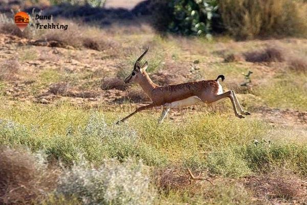 Desert National Park Wildlife Tour img1- dunetrekking.com