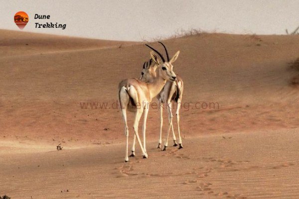 Desert National Park Wildlife Tour img2- dunetrekking.com