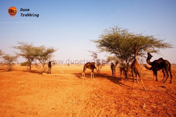 Desert National Park Wildlife Tour img3- dunetrekking.com