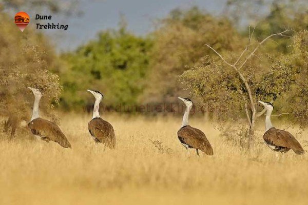Desert National Park Wildlife Tour img5- dunetrekking.com