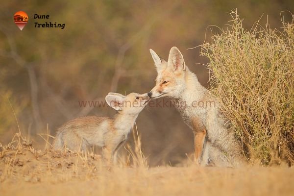 Desert National Park Wildlife Tour img6- dunetrekking.com